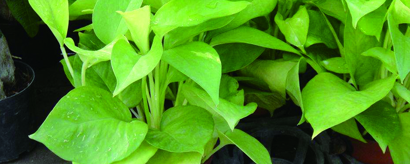 黄金葛叶子发黄如何办