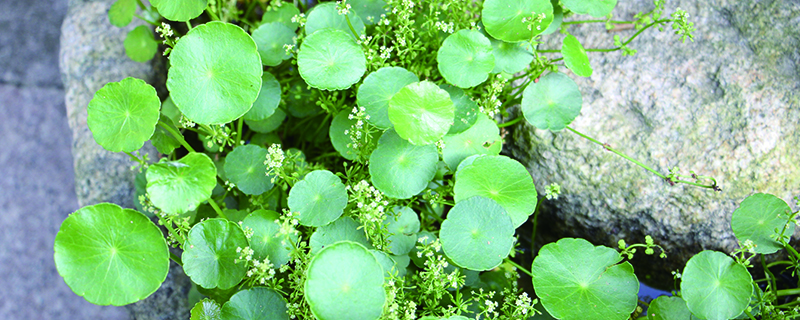 铜钱草黄叶子如何回事