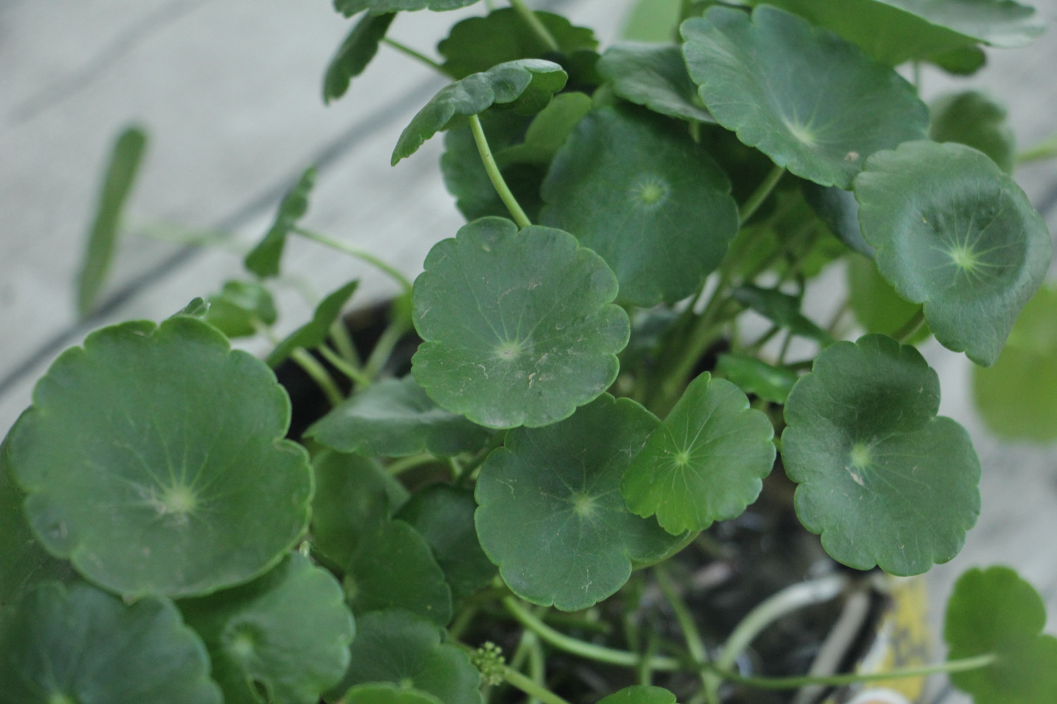 铜钱草黄叶子如何回事