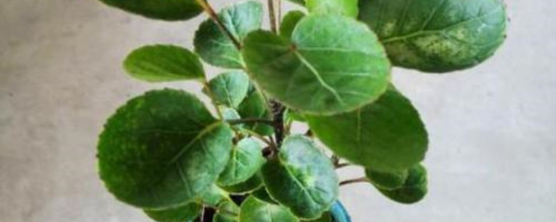 福禄桐叶子发黄如何办