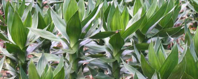 观音竹叶子蔫了发黄如何办