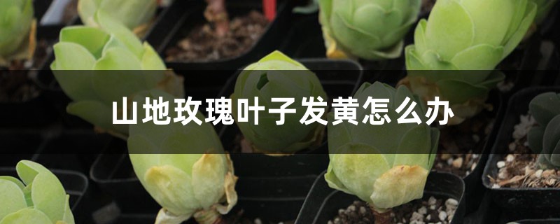 山地玫瑰叶子发黄如何办