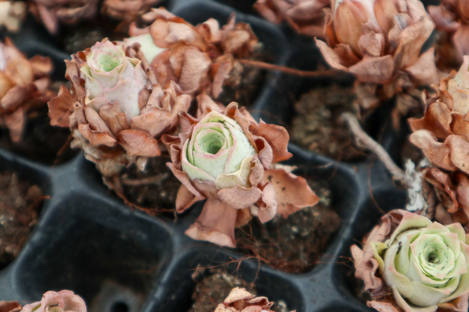 山地玫瑰叶子发黄如何办