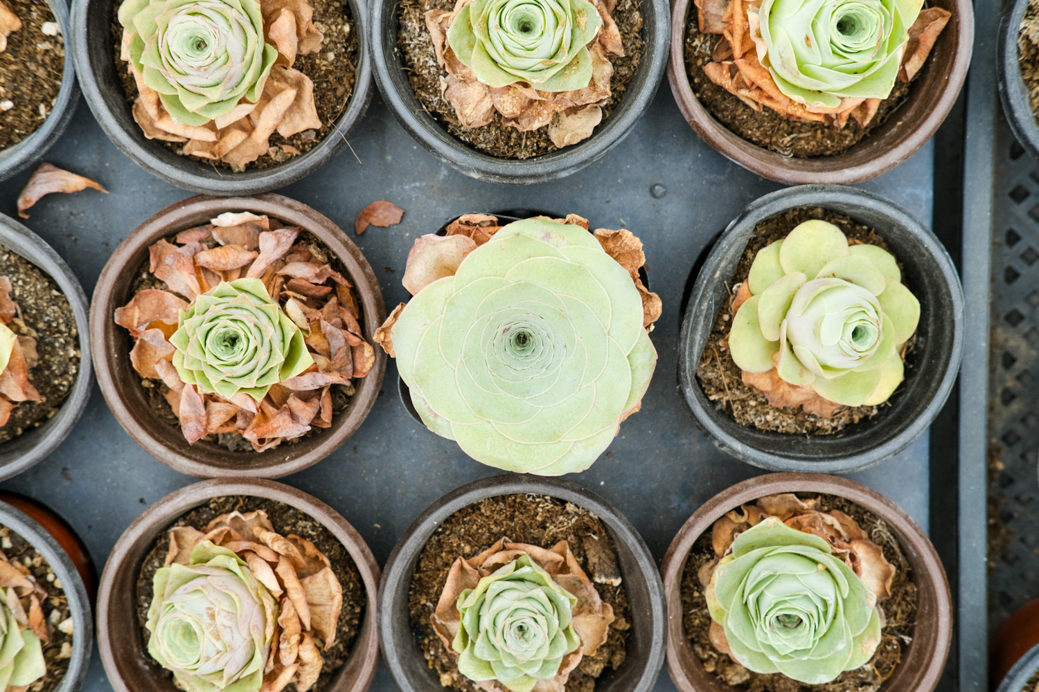 山地玫瑰叶子发黄如何办