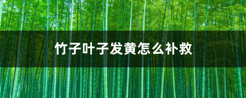 竹子叶子发黄什么原因，如何补救