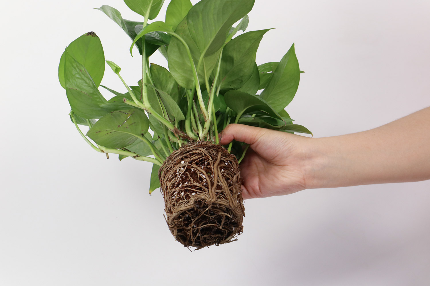 绿萝 冬季绿萝黄叶不要急,用这几招轻松变绿