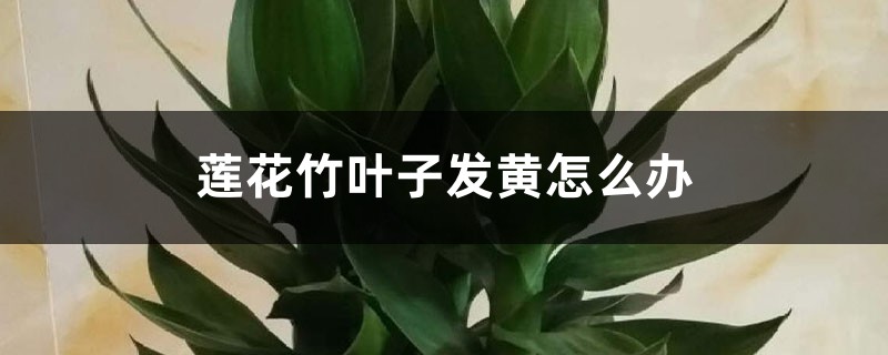 莲花竹叶子发黄如何办：能剪吗，咋施肥？如何补救？