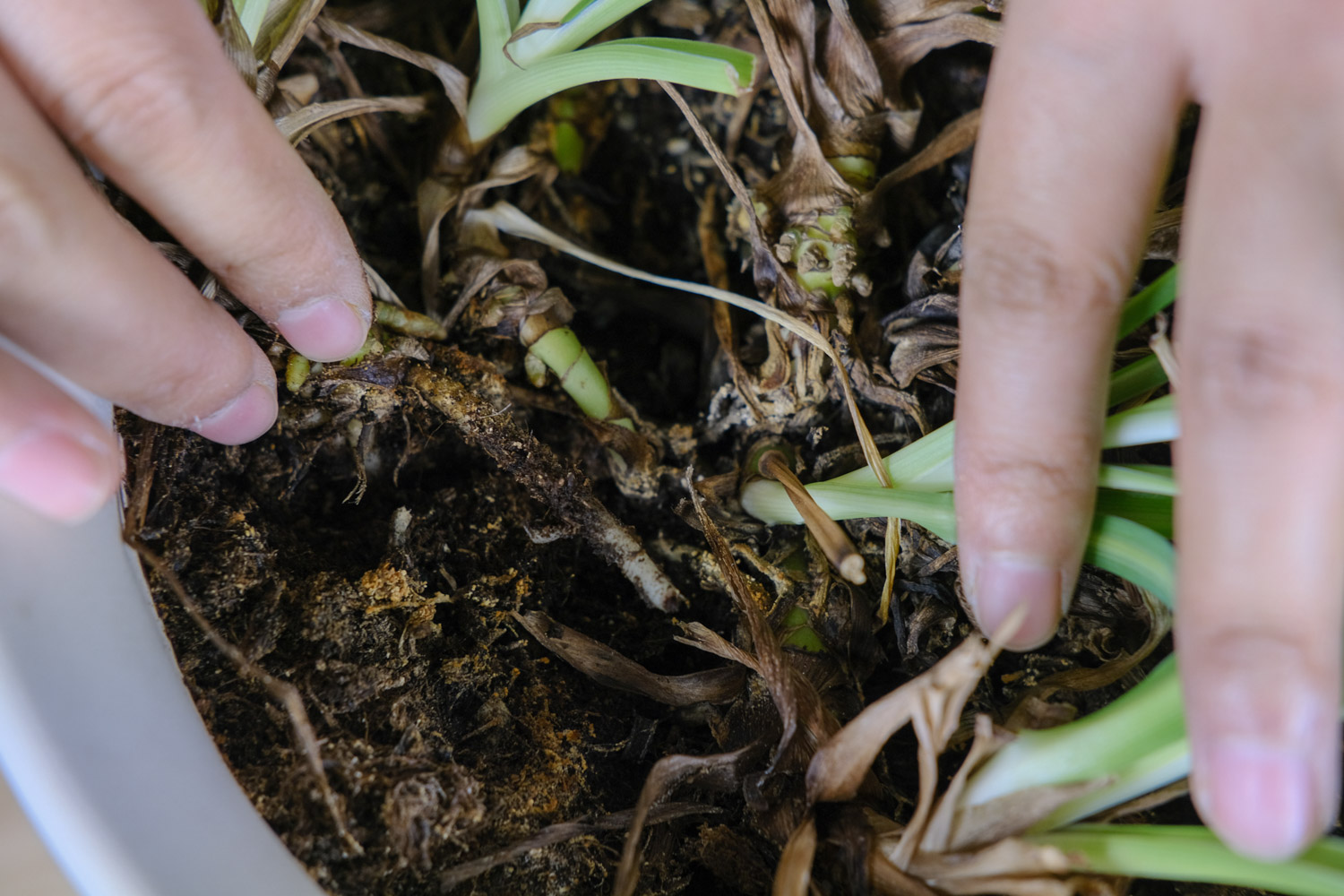 吊兰发黄是什么原因，枯萎如何办？