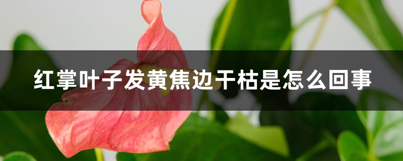 红掌叶子发黄焦边干枯是如何回事