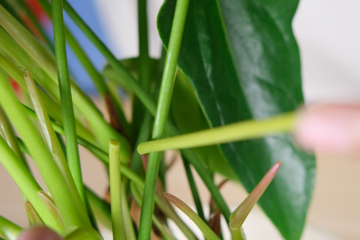 红掌叶子发黄焦边干枯是如何回事