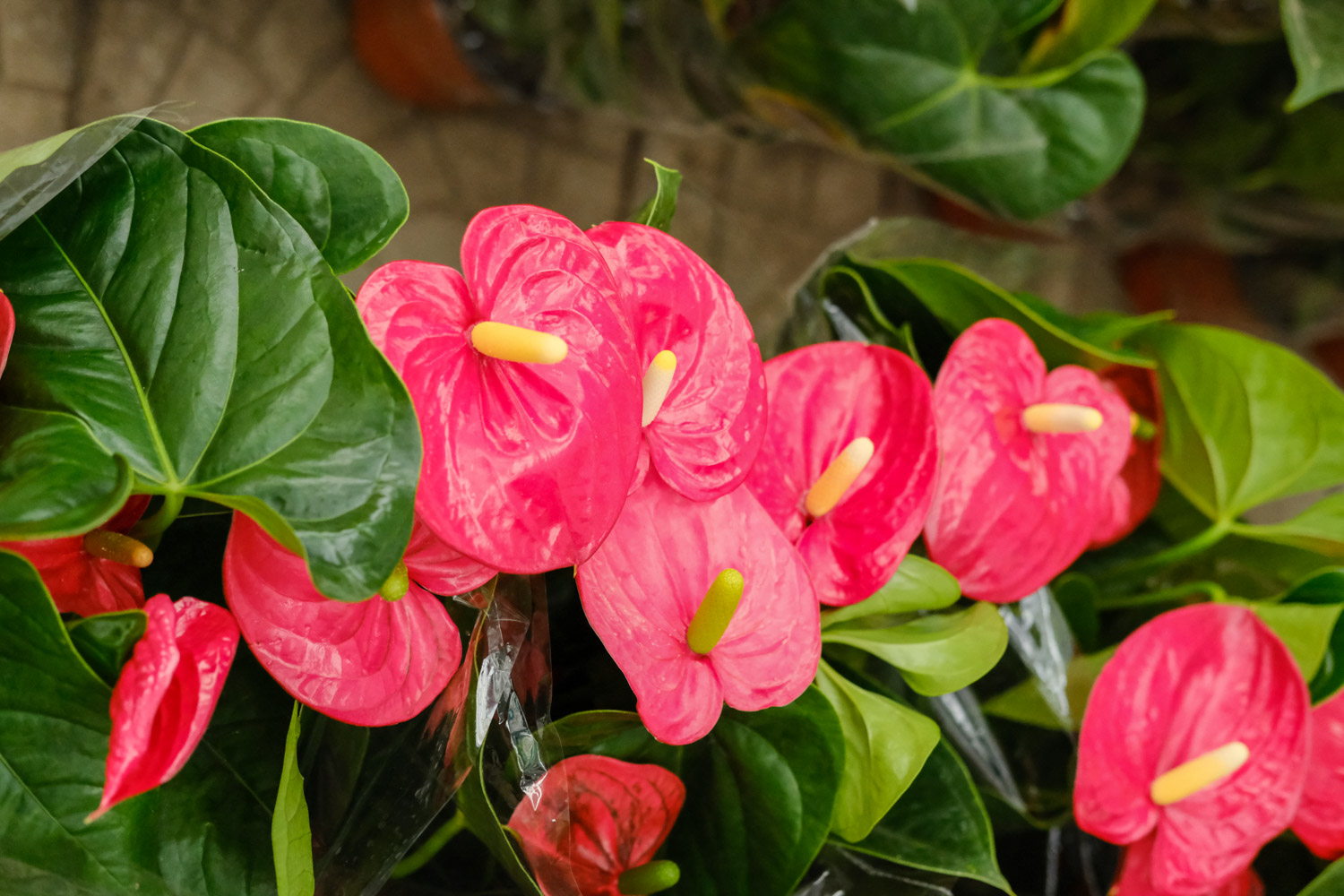 红掌叶子发黄焦边干枯是如何回事