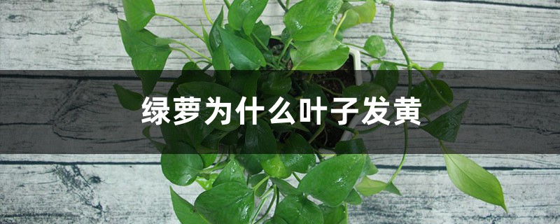 绿萝为何叶子发黄