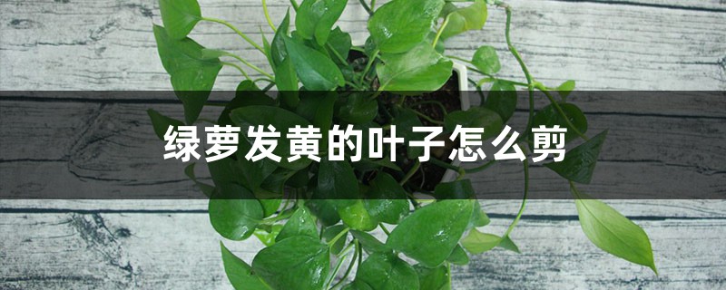 绿萝发黄的叶子应该剪吗，如何剪