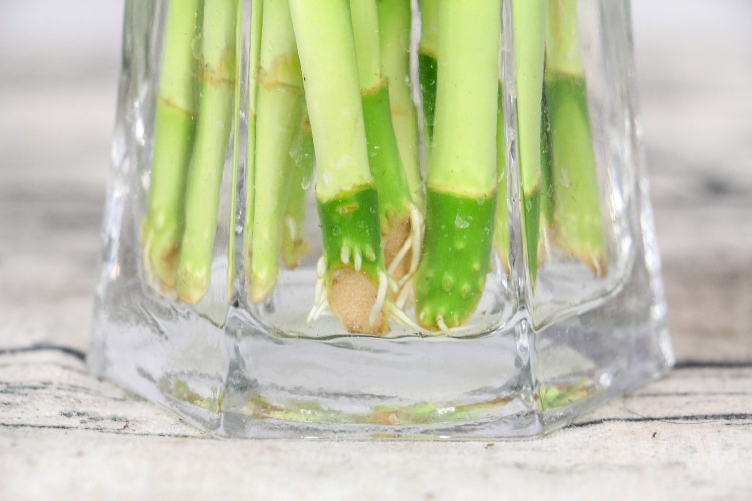 富贵竹黄叶子需剥掉吗，杆发黄如何急救