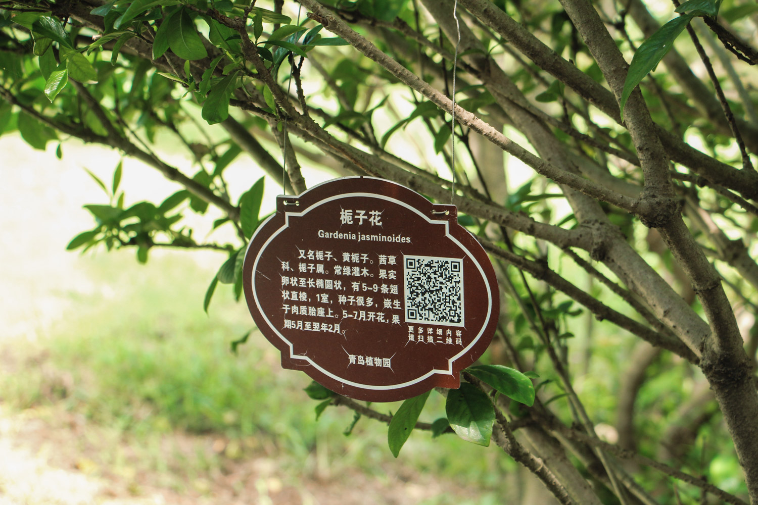 栀子花老黄叶子，花苞变黑如何办？