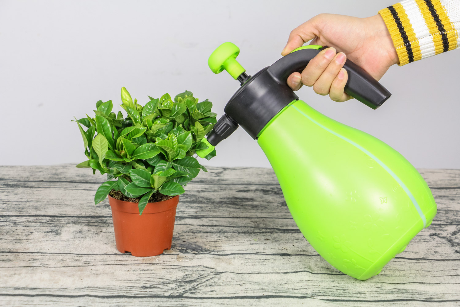 栀子花新叶变黄如何办