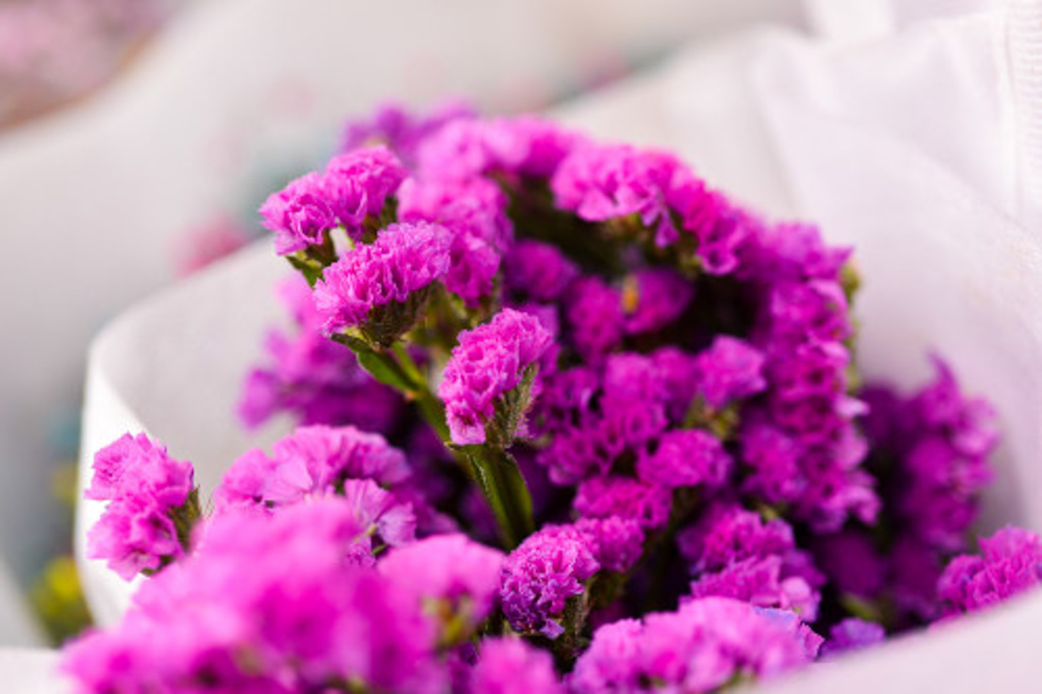 勿忘我叶子发黄如何办