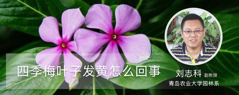 四季梅叶子发黄如何回事