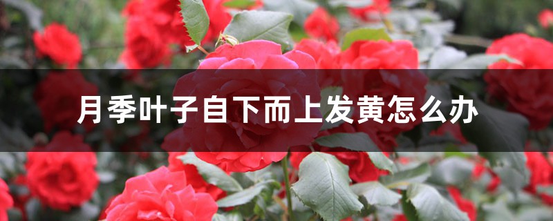 月季叶子自下而上发黄如何办