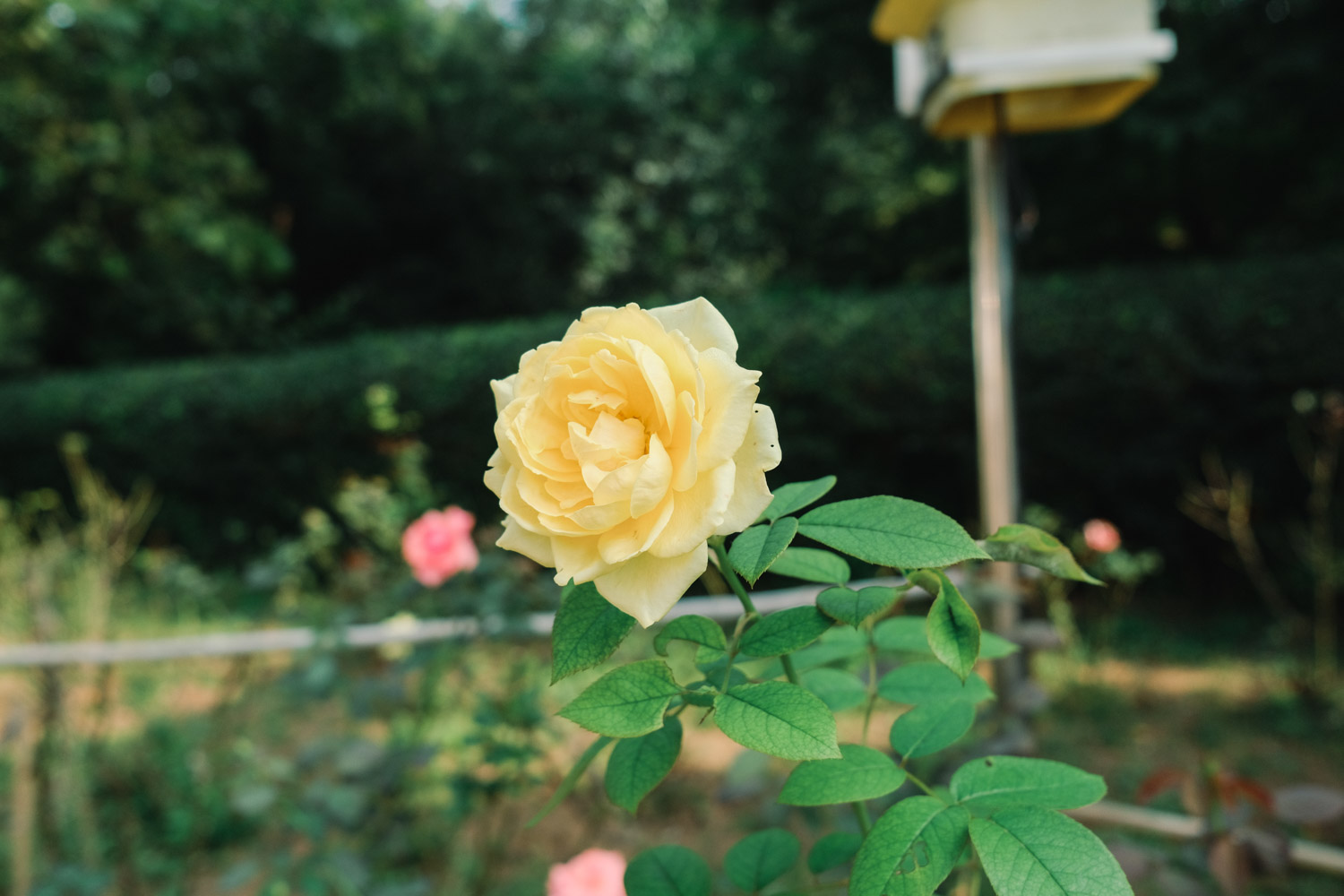 月季叶子自下而上发黄如何办