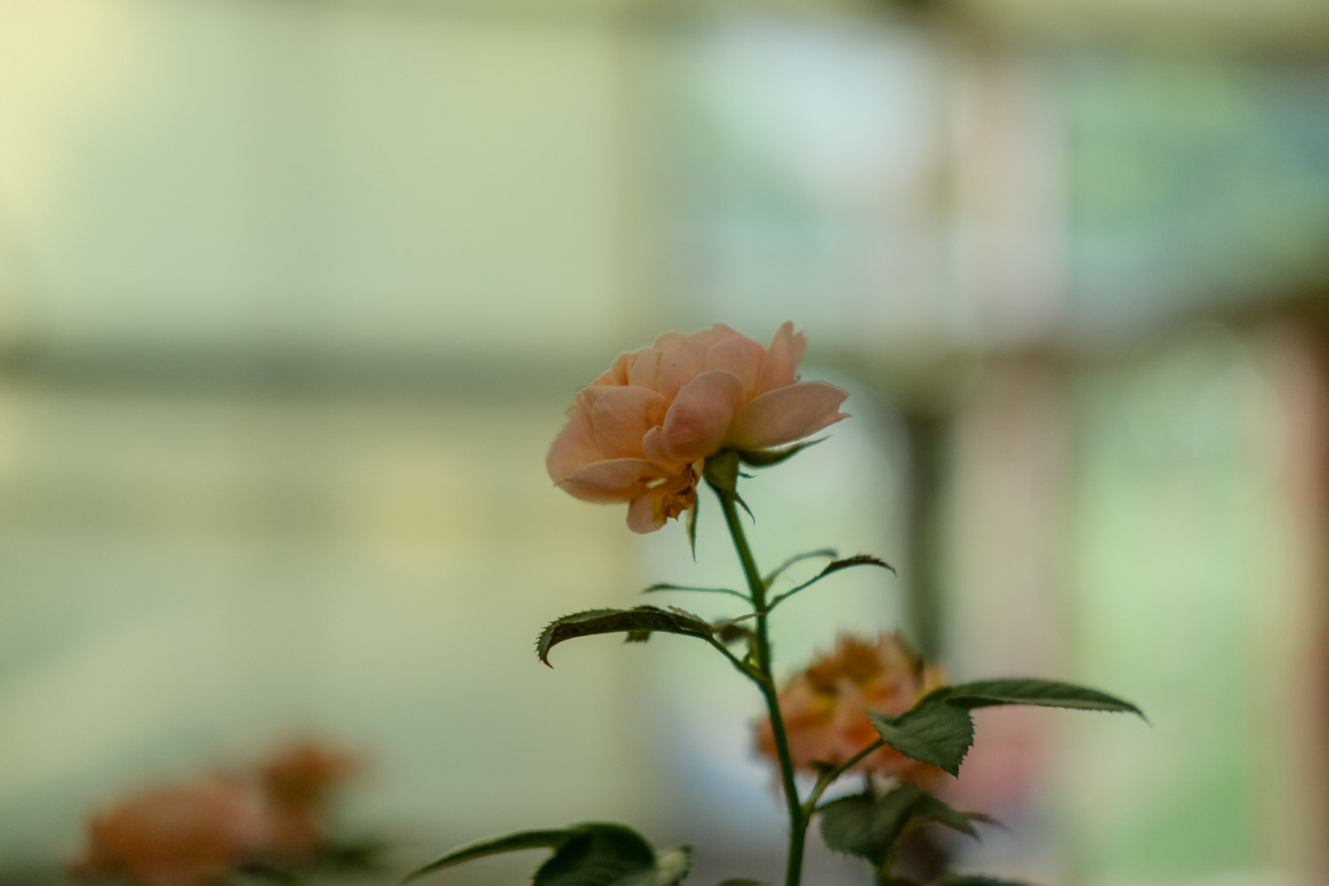 月季叶子自下而上发黄如何办