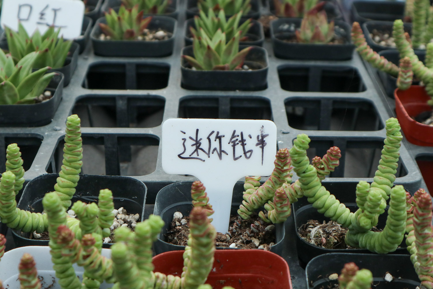 钱串子叶子发黄如何办