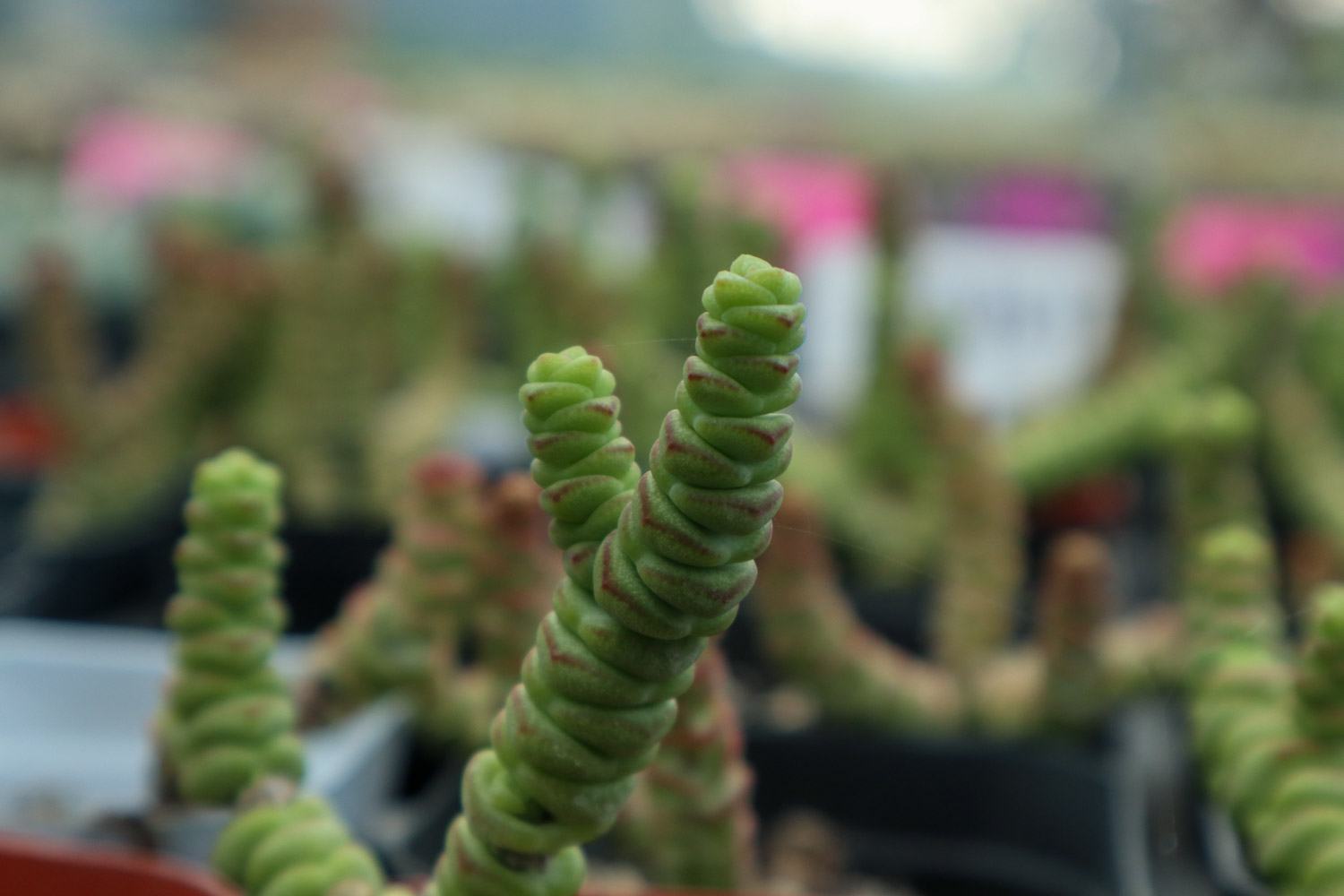 钱串子叶子发黄如何办