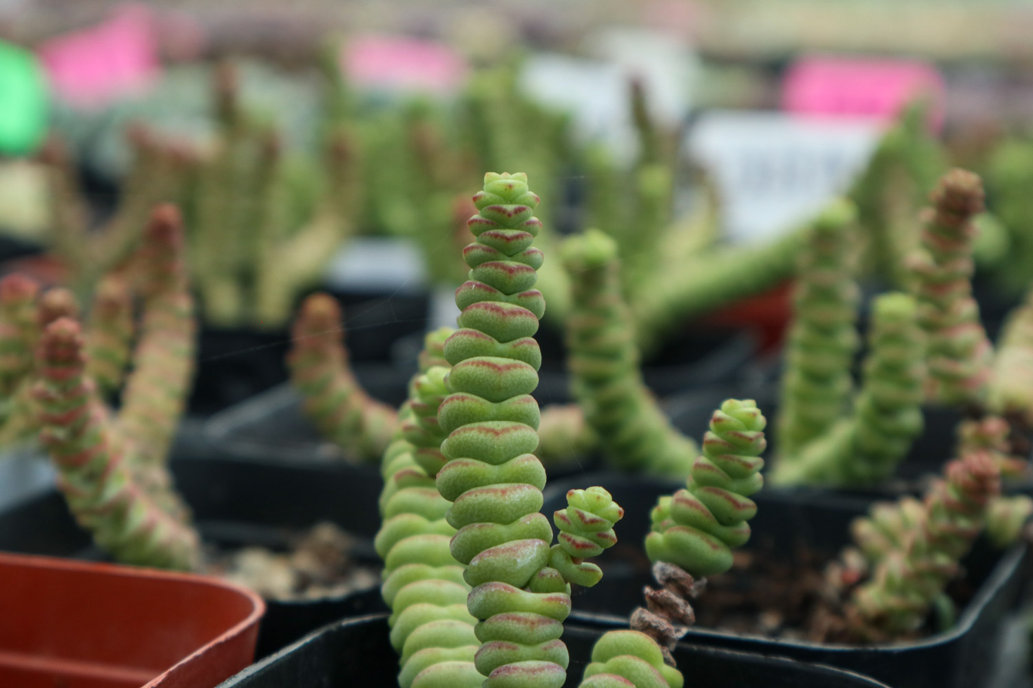 钱串子叶子发黄如何办