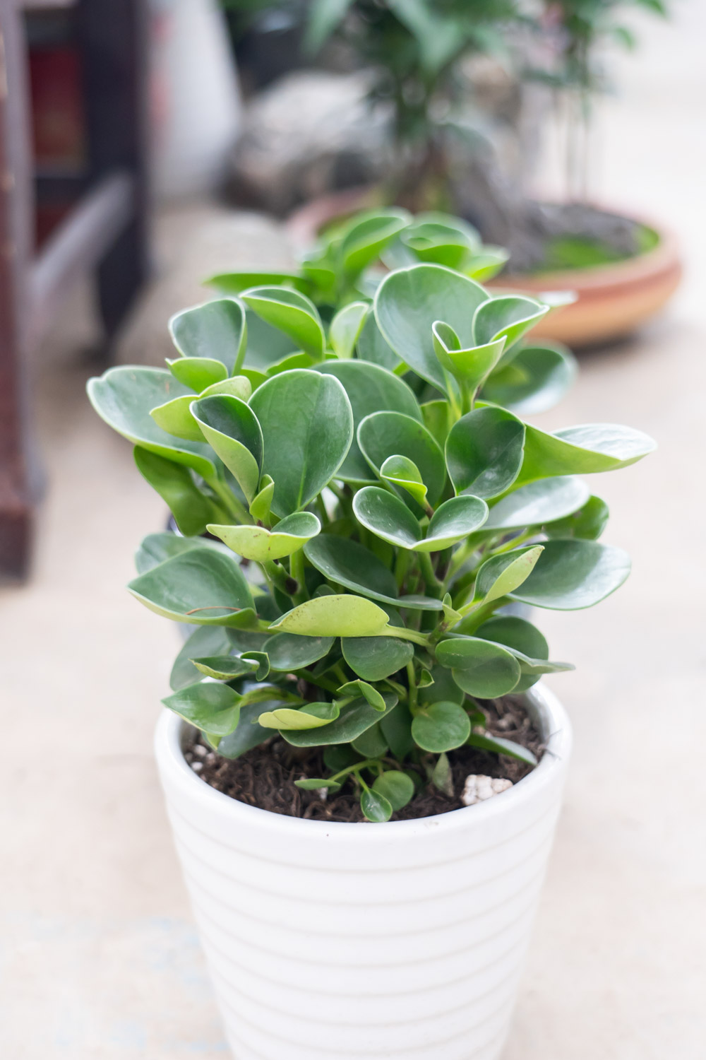 豆瓣绿叶子发黄如何办