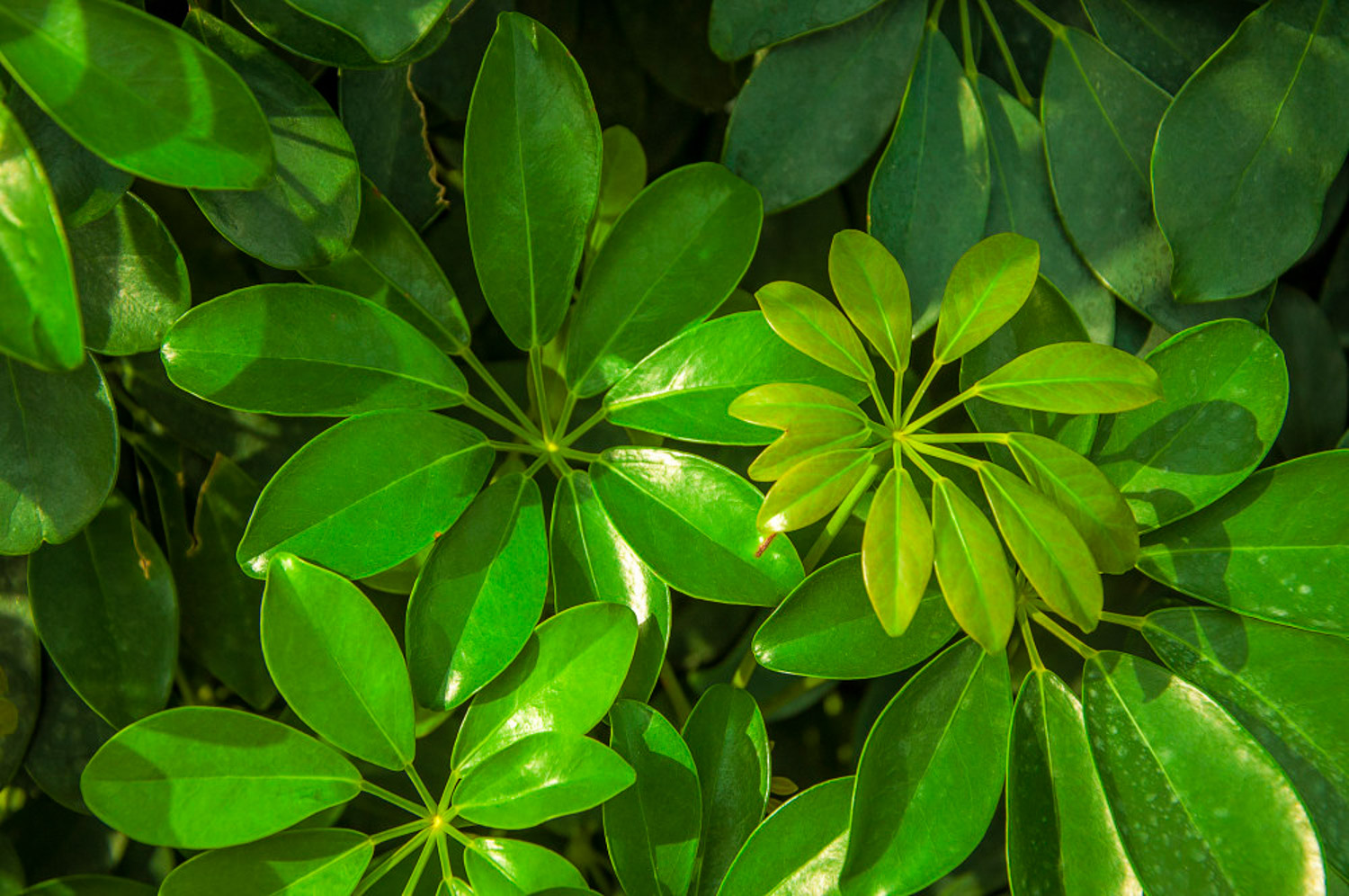 鸭掌木叶子发黄如何办