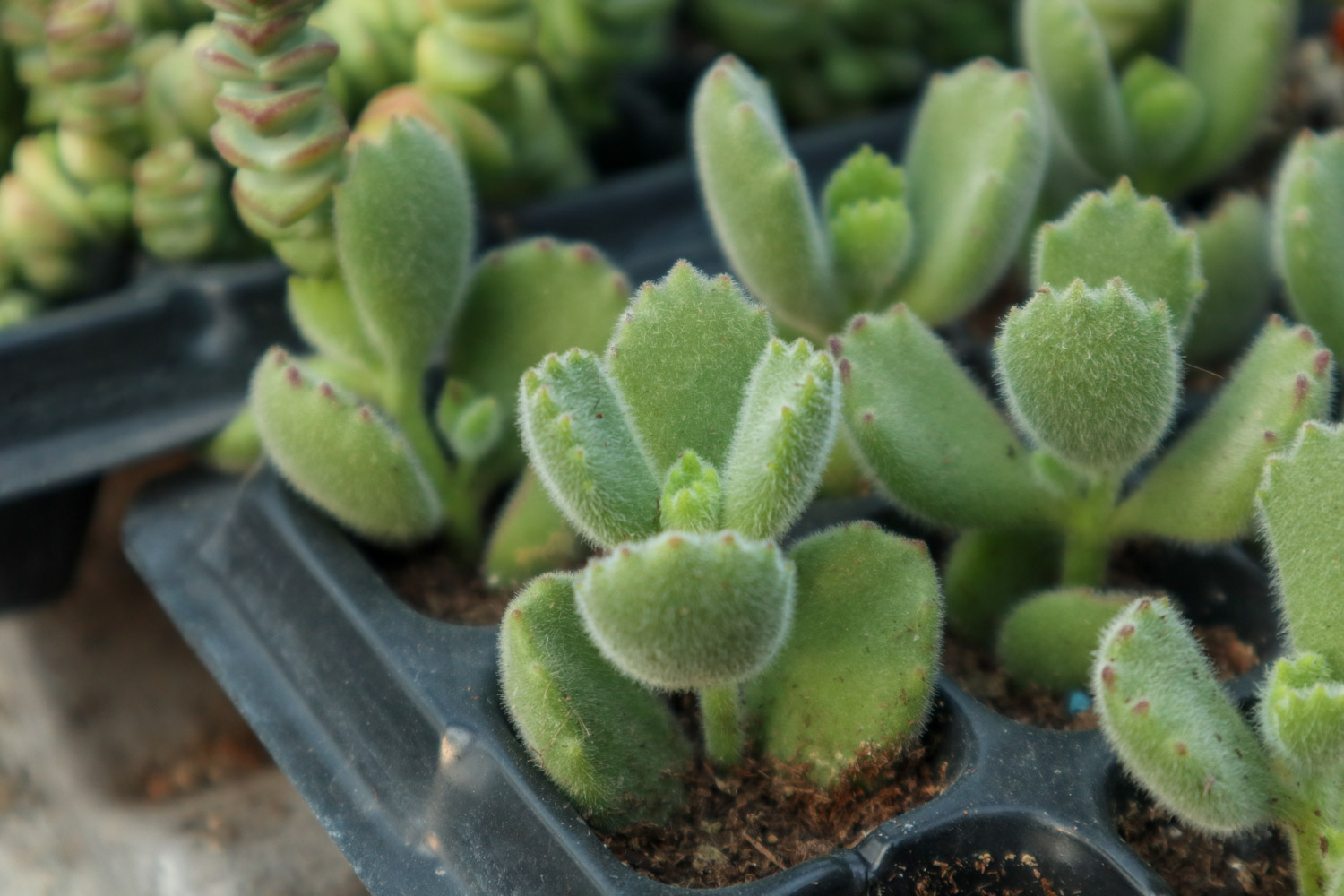 熊童子 熊童子叶子发黄如何办