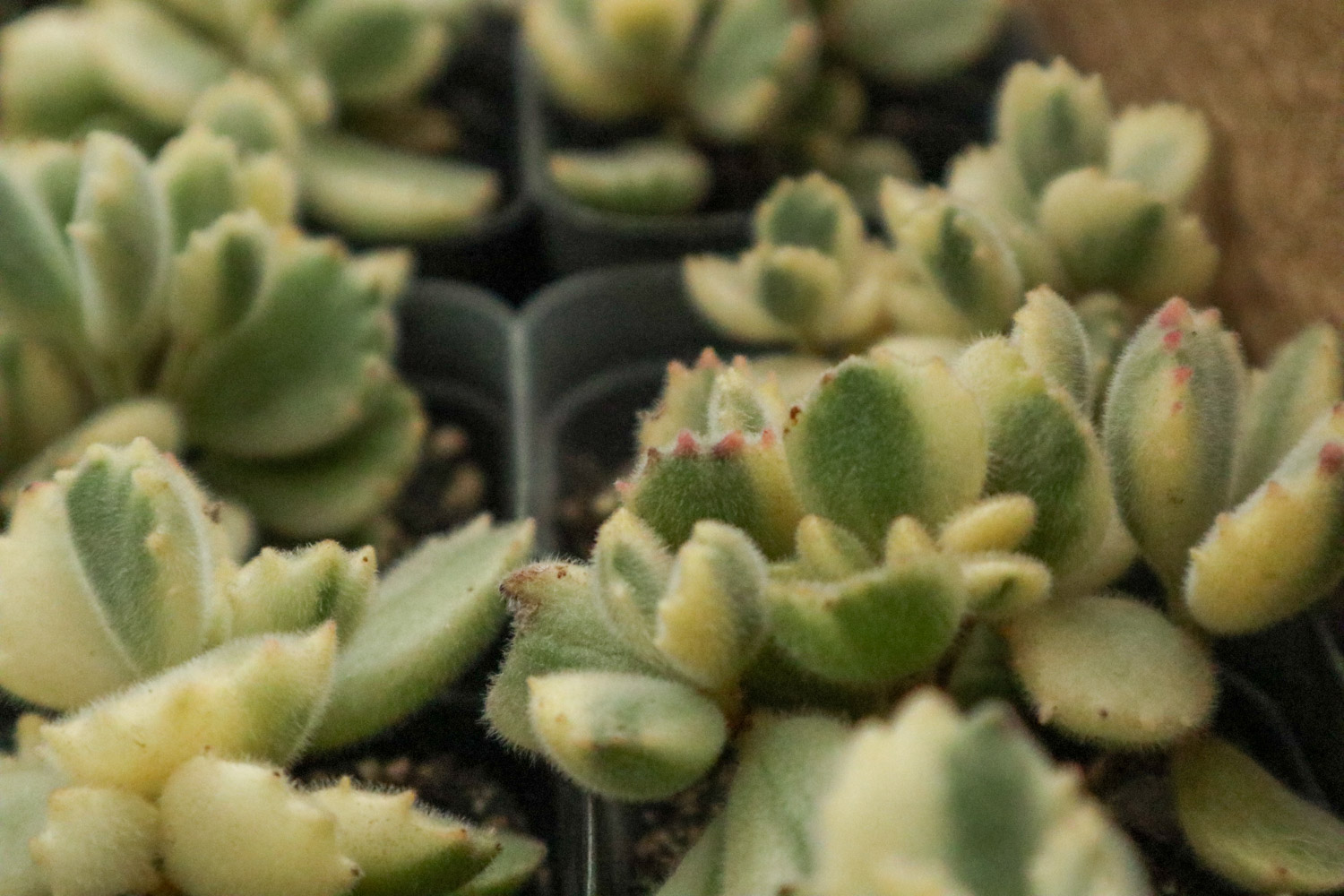 熊童子 熊童子叶子发黄如何办