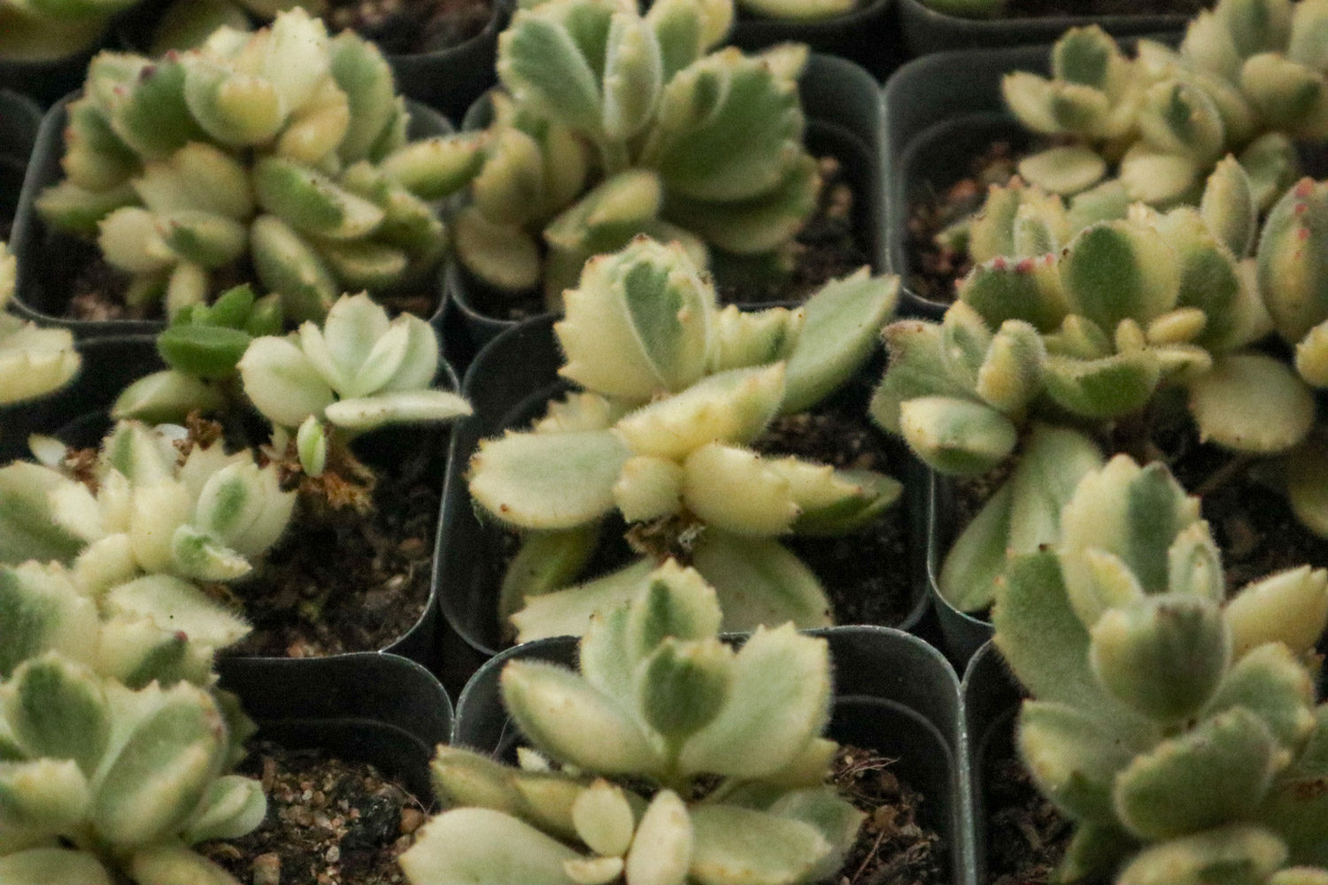 熊童子 熊童子叶子发黄如何办