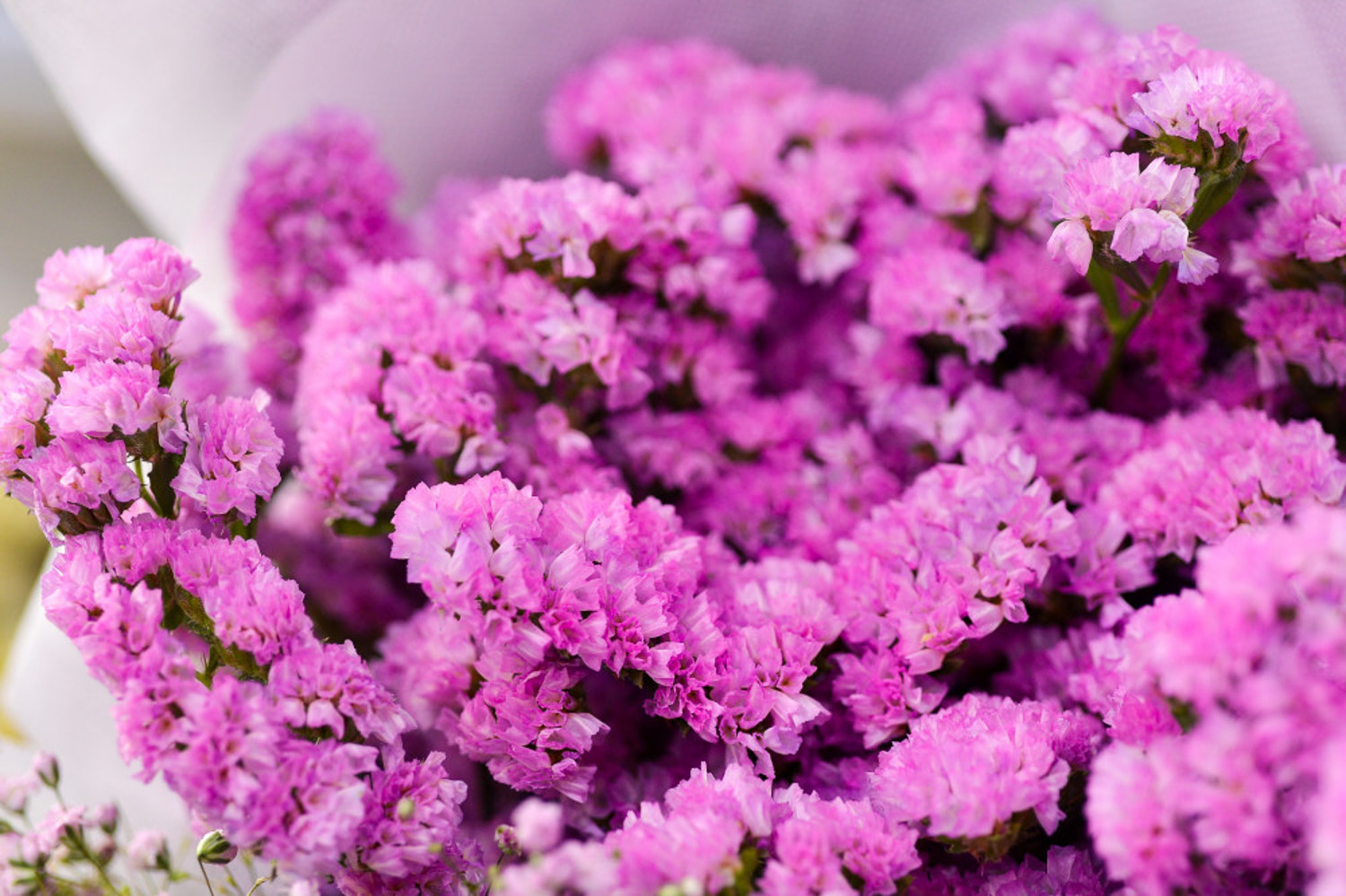 勿忘我叶子发黄如何办