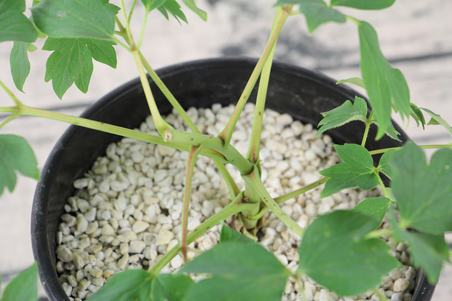 牡丹叶子发黄如何办