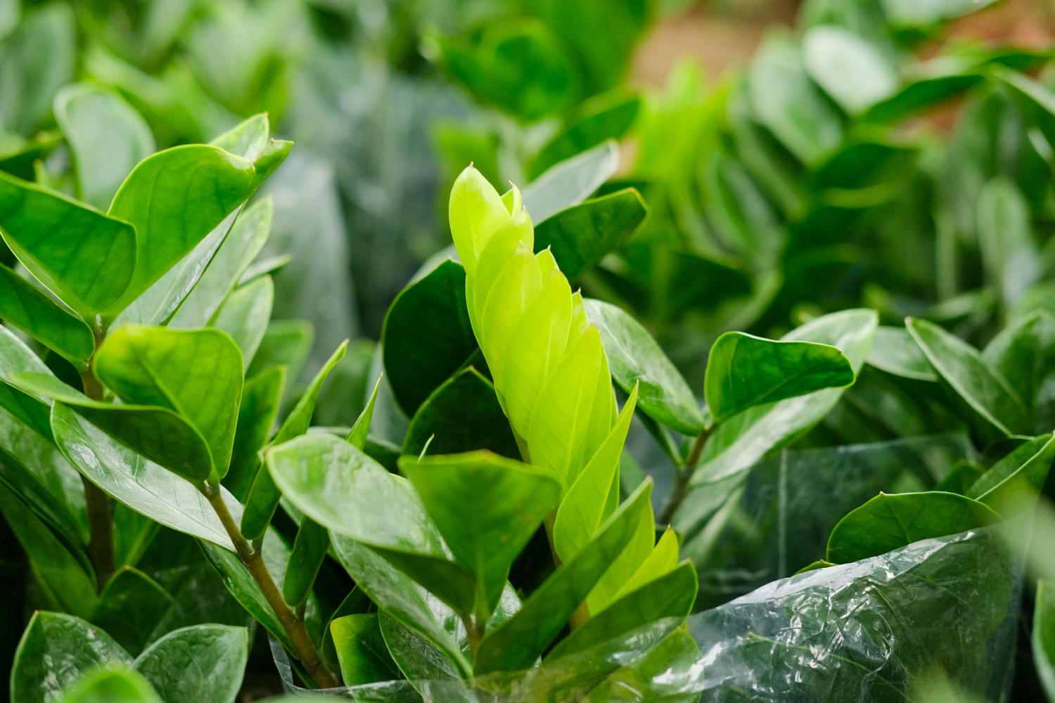 金钱树叶子黄了如何办