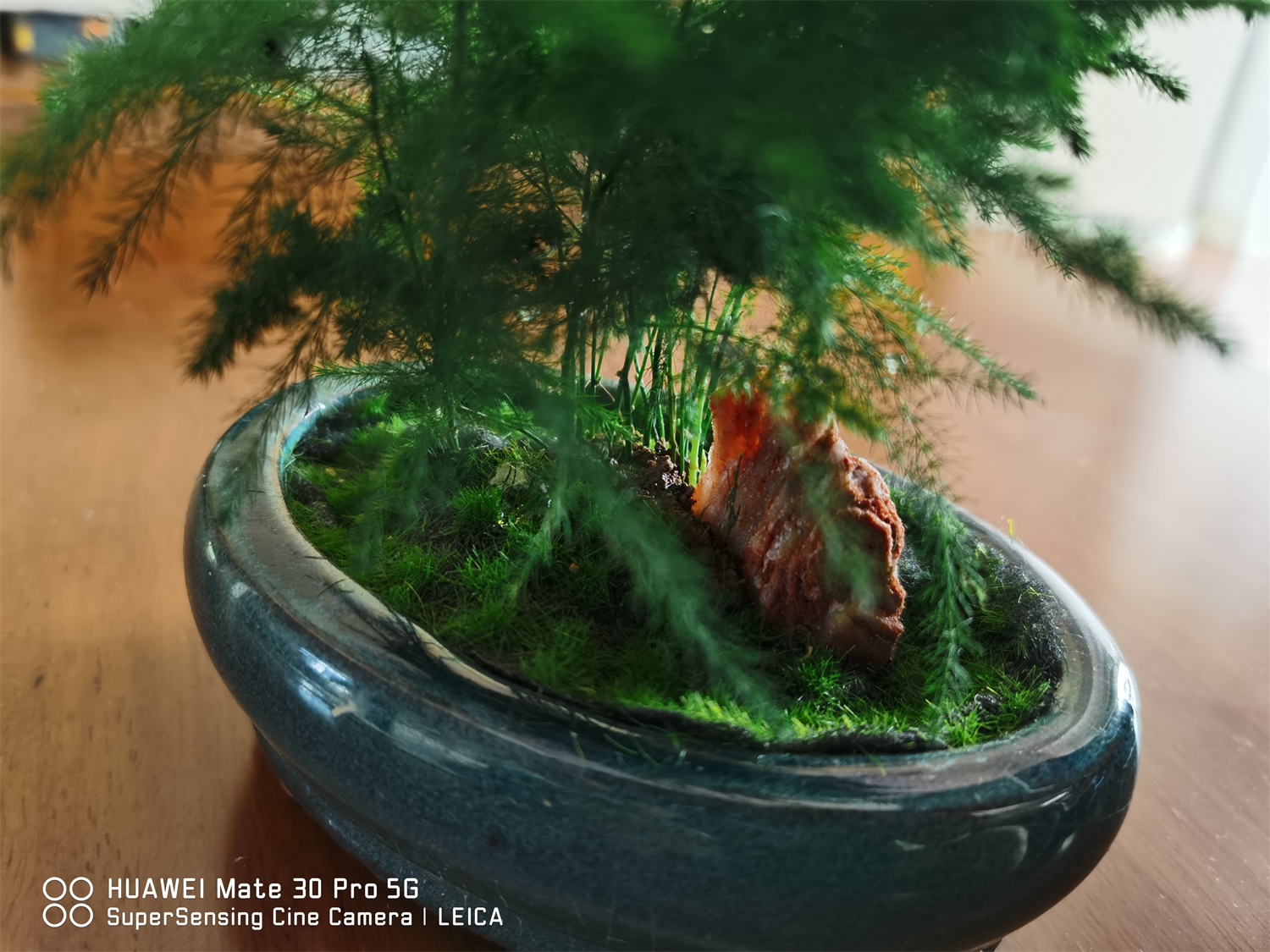 云竹叶子发黄如何回事