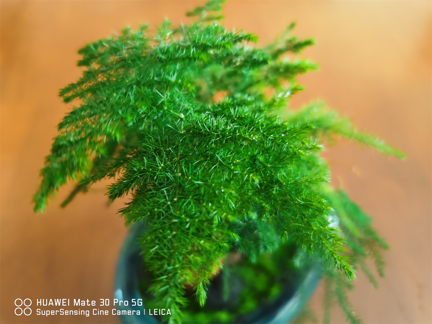 云竹叶子发黄如何回事