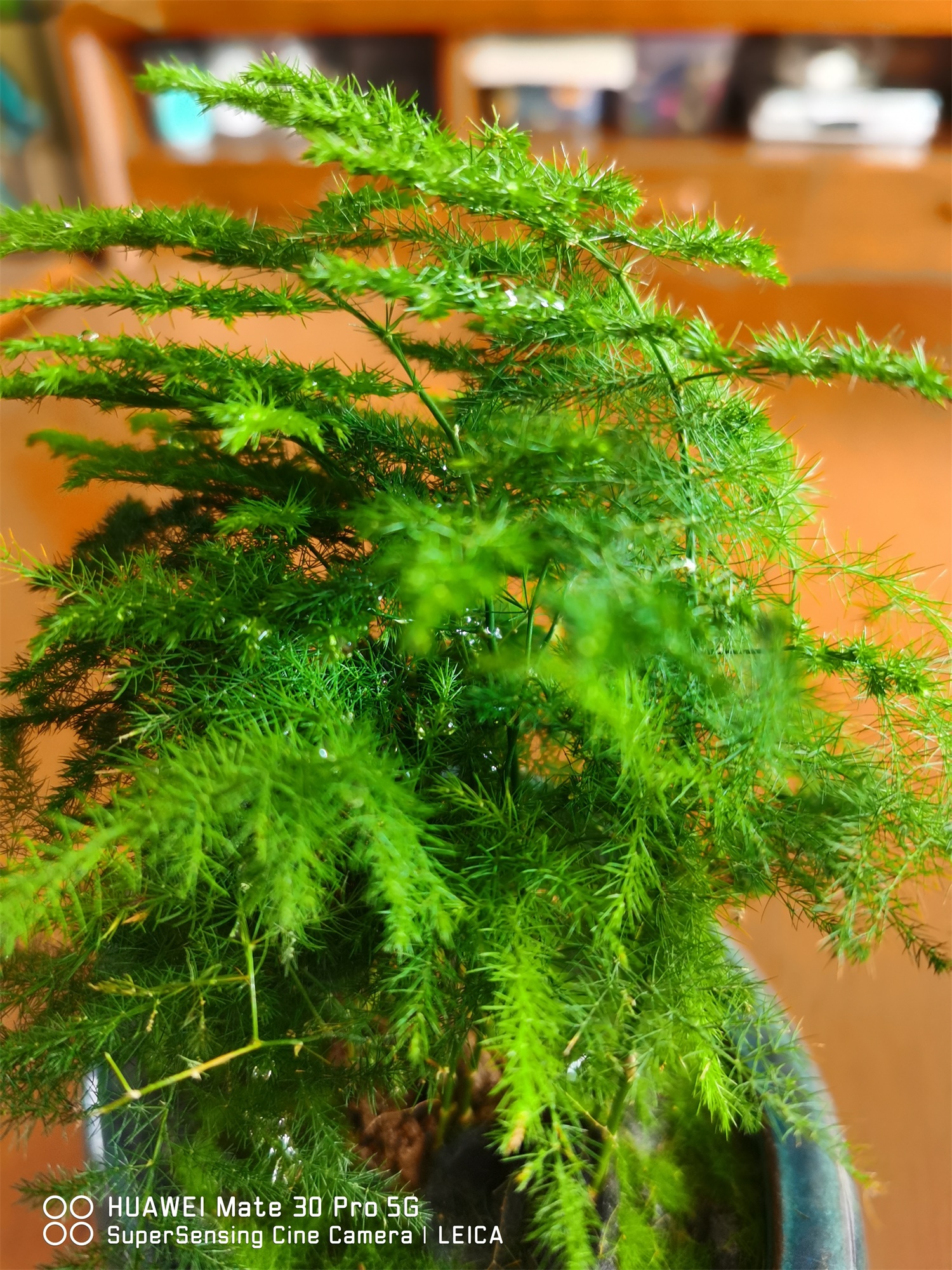 云竹叶子发黄如何回事