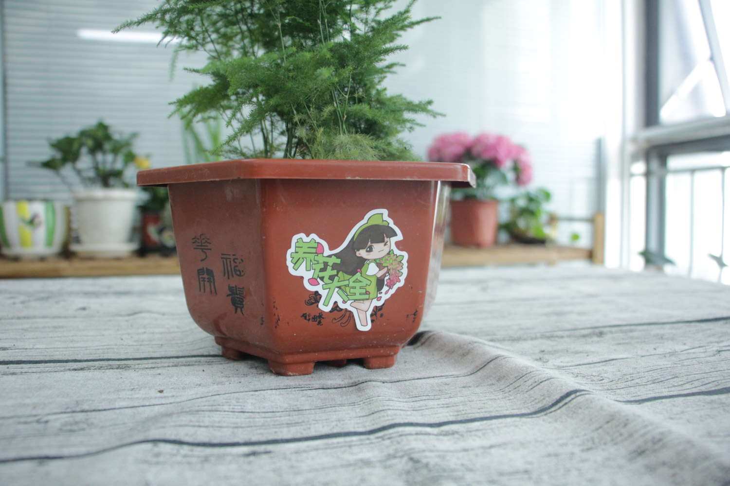 “文竹”发黄如何办？教你“4招”，还文竹一个翠绿样貌