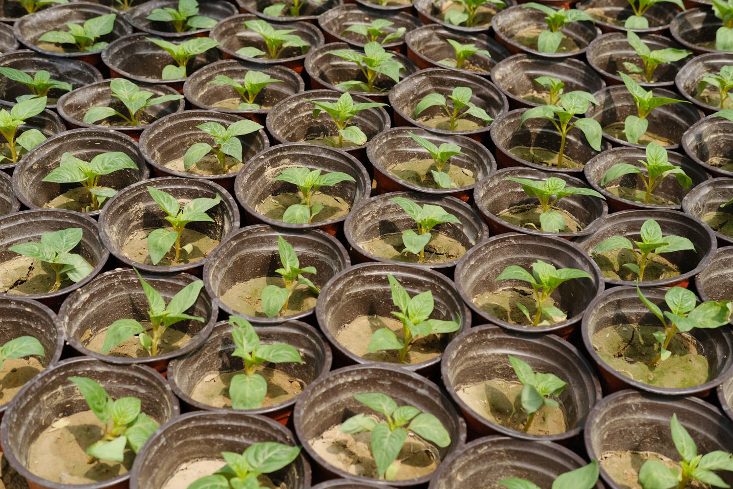 长春花黄叶子如何回事