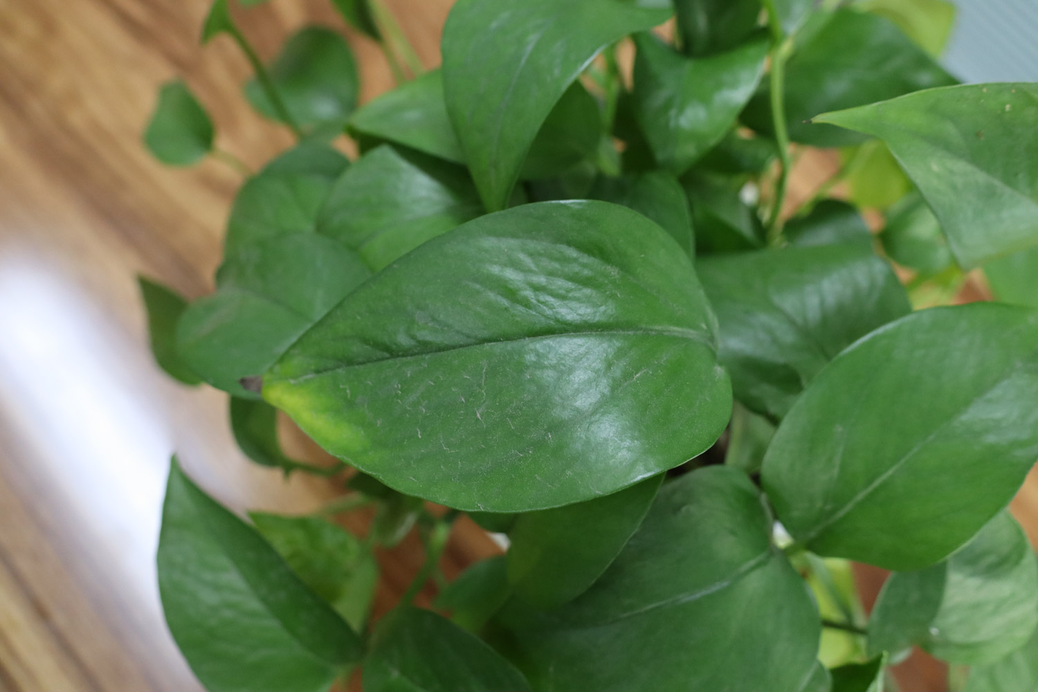 你家绿萝黄叶吗，原来这“3个”地方不能放，快看看你中招没！