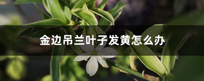 金边吊兰叶子发黄如何办