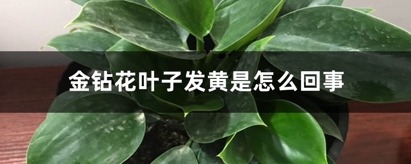 金钻花叶子发黄是如何回事