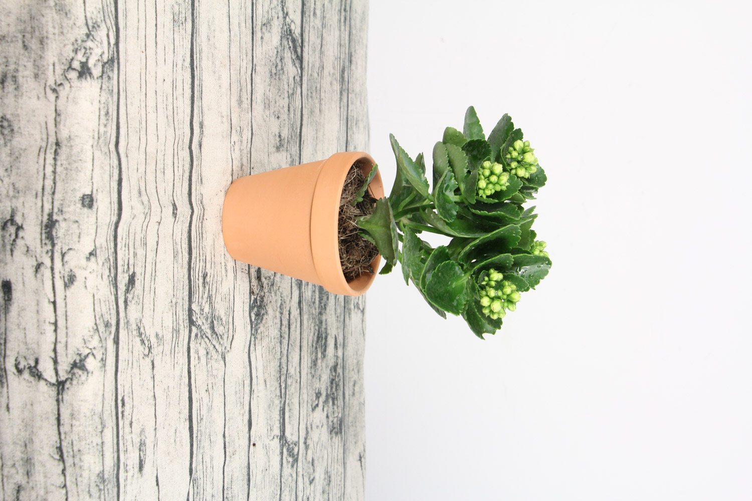 长寿花黄叶是如何回事