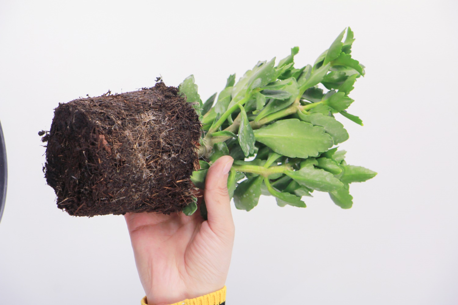 长寿花黄叶是如何回事