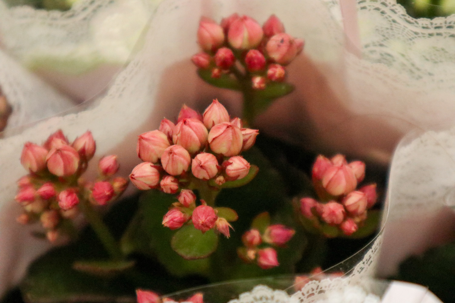 长寿花叶子发黄发软如何办