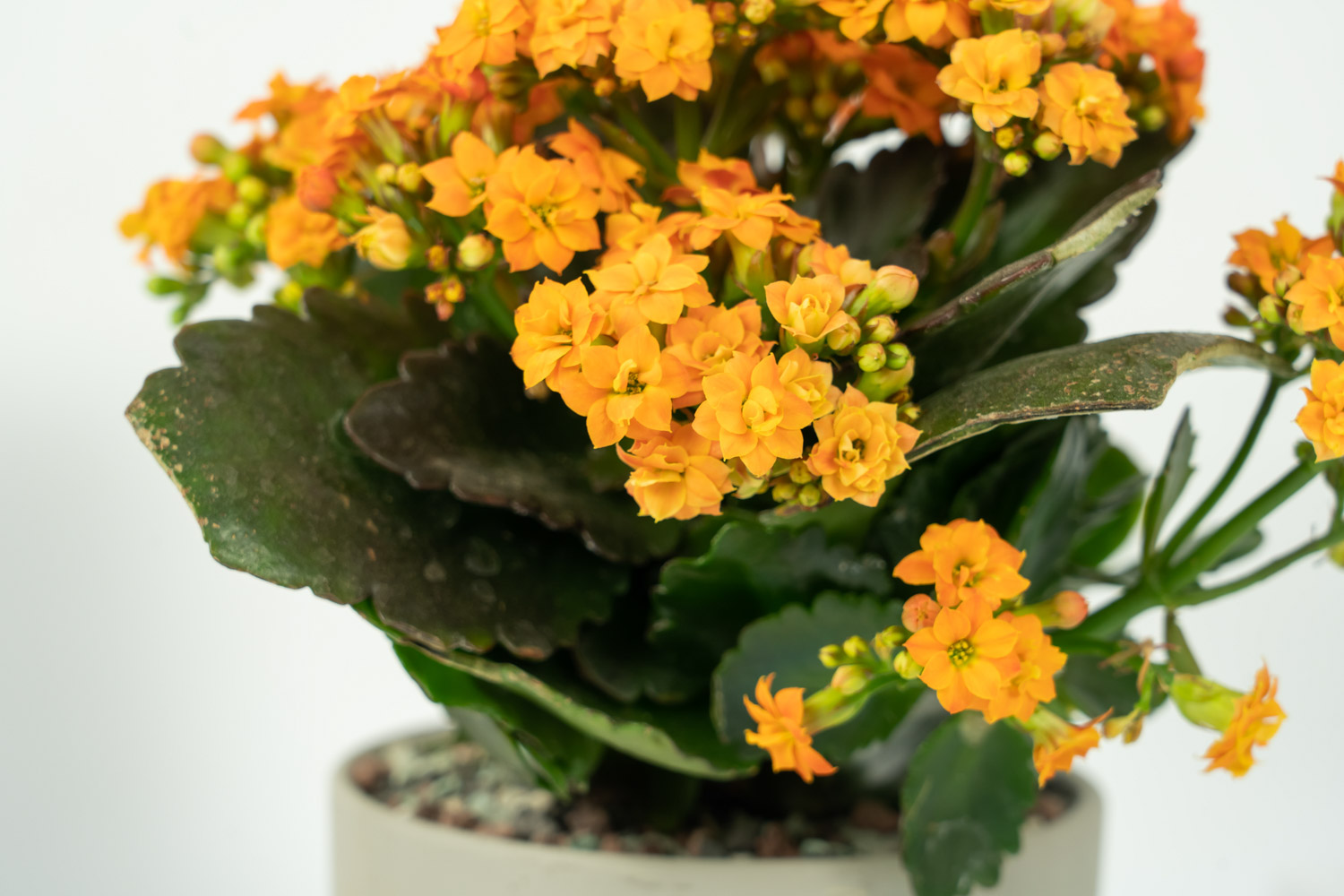 长寿花叶子发黄发软如何办