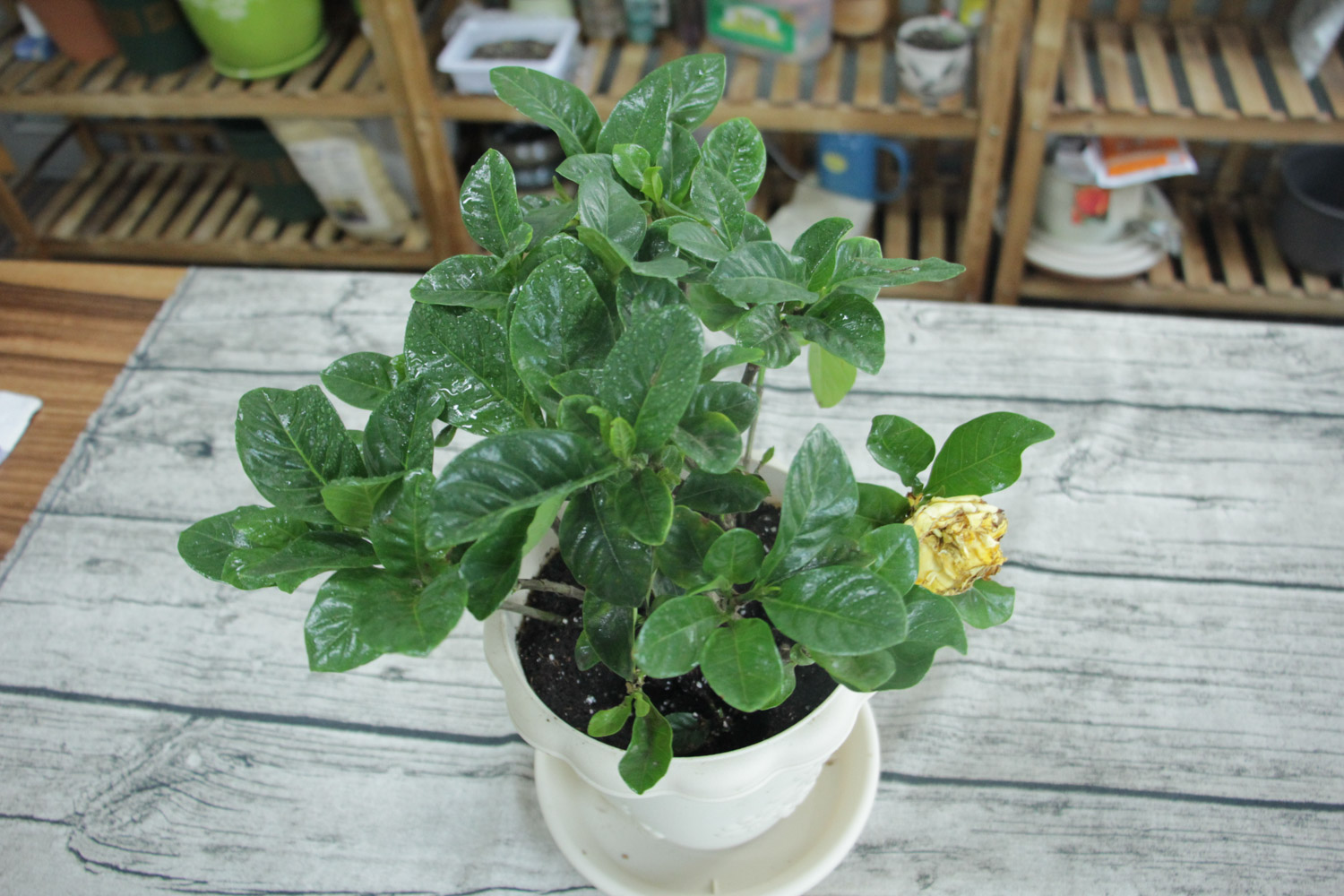 栀子花叶子发黄干枯如何办