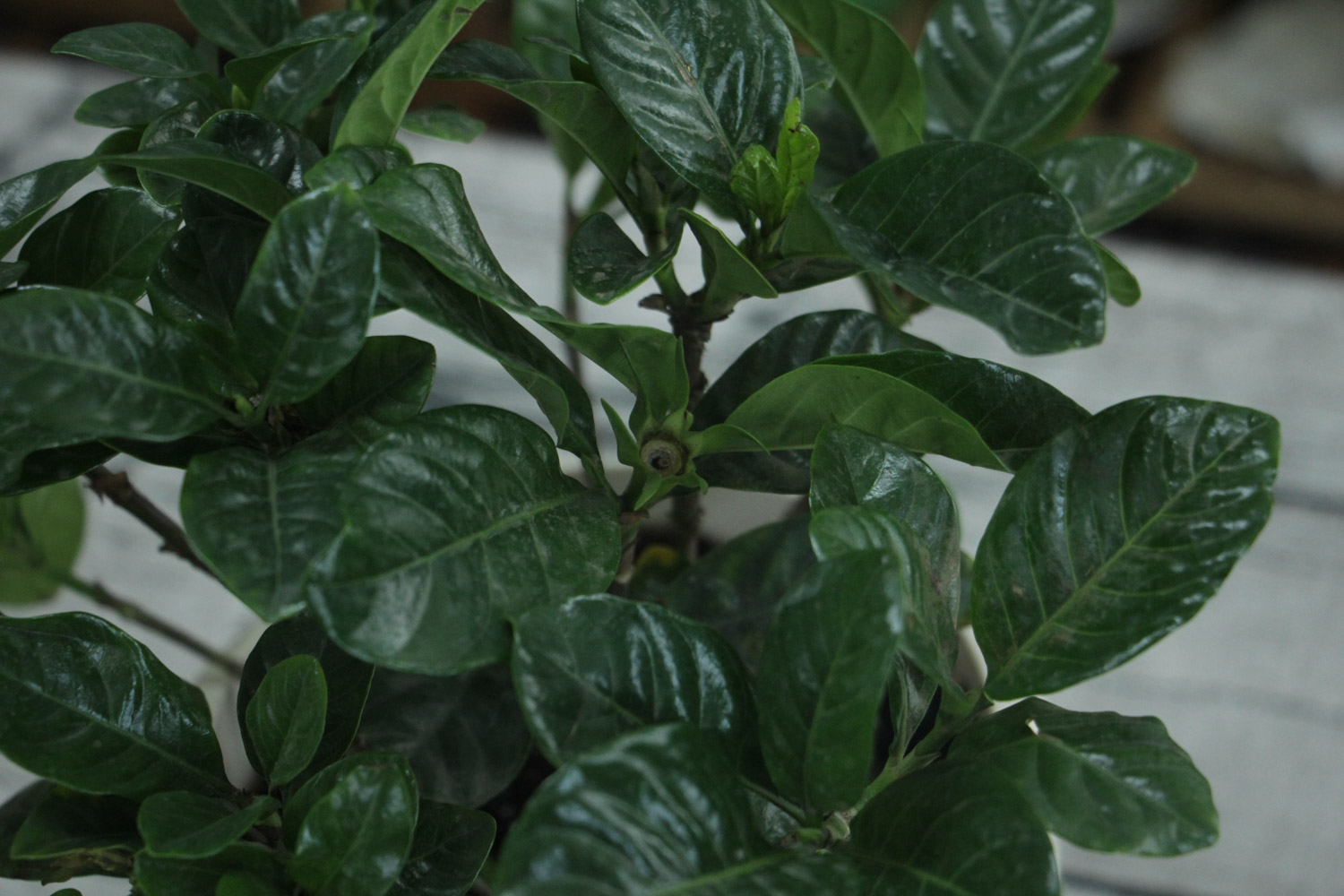 栀子花叶子发黄干枯如何办